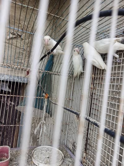Albino Lovebirds pair