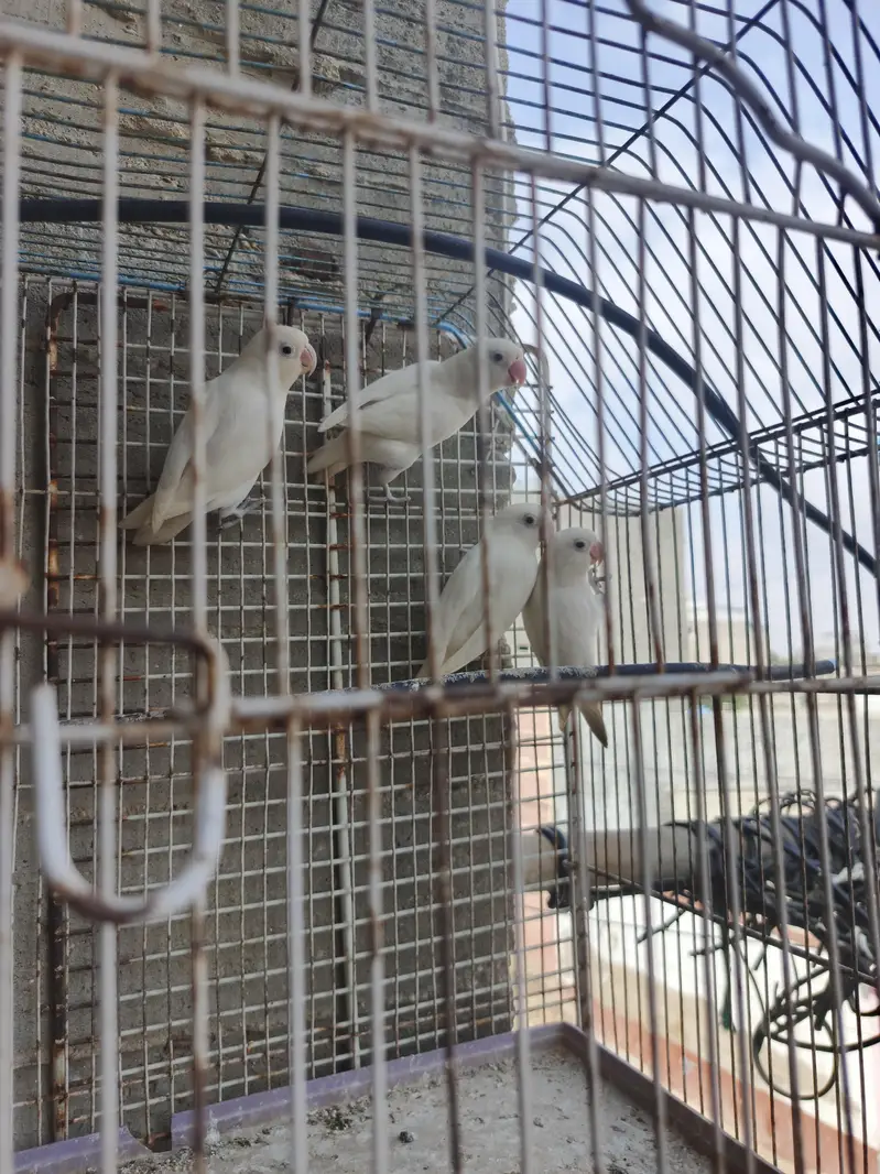Albino Lovebirds pair — photo 2