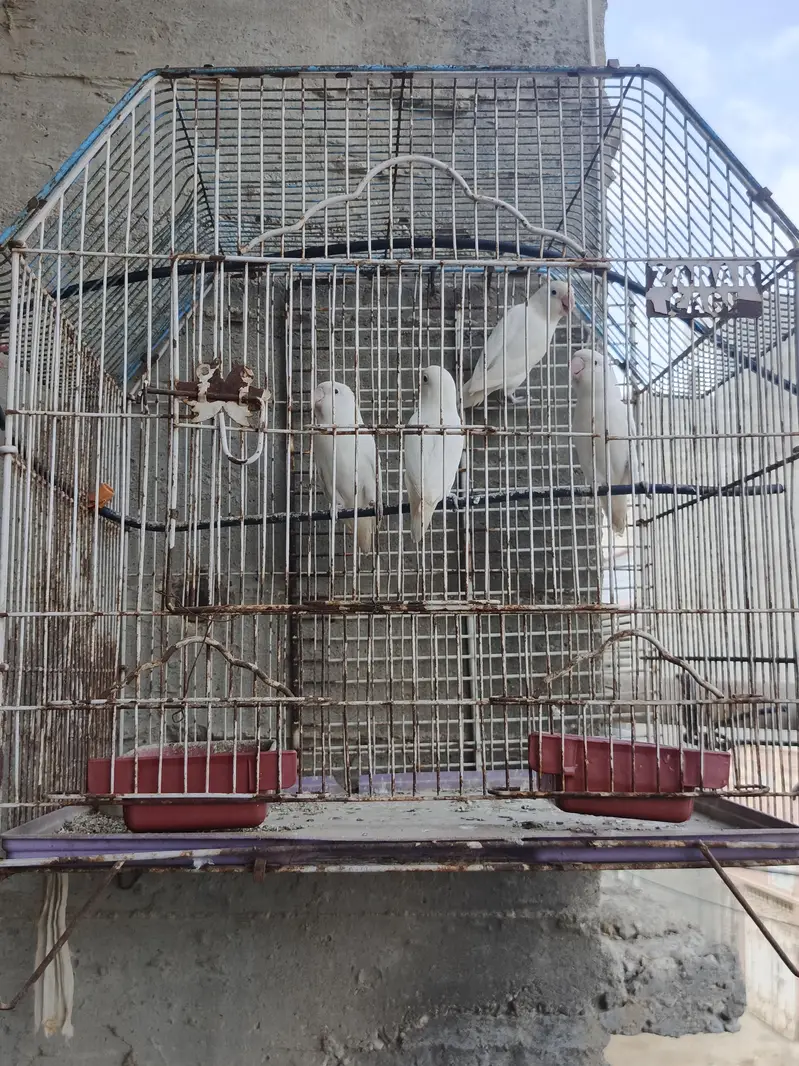 Albino Lovebirds pair — photo 3