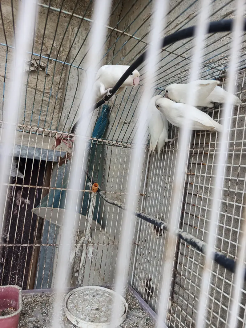 Albino Lovebirds pair — photo 4