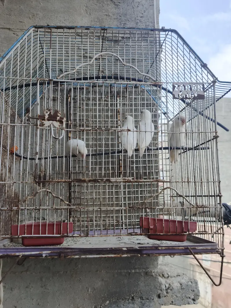 Albino Lovebirds pair — photo 5