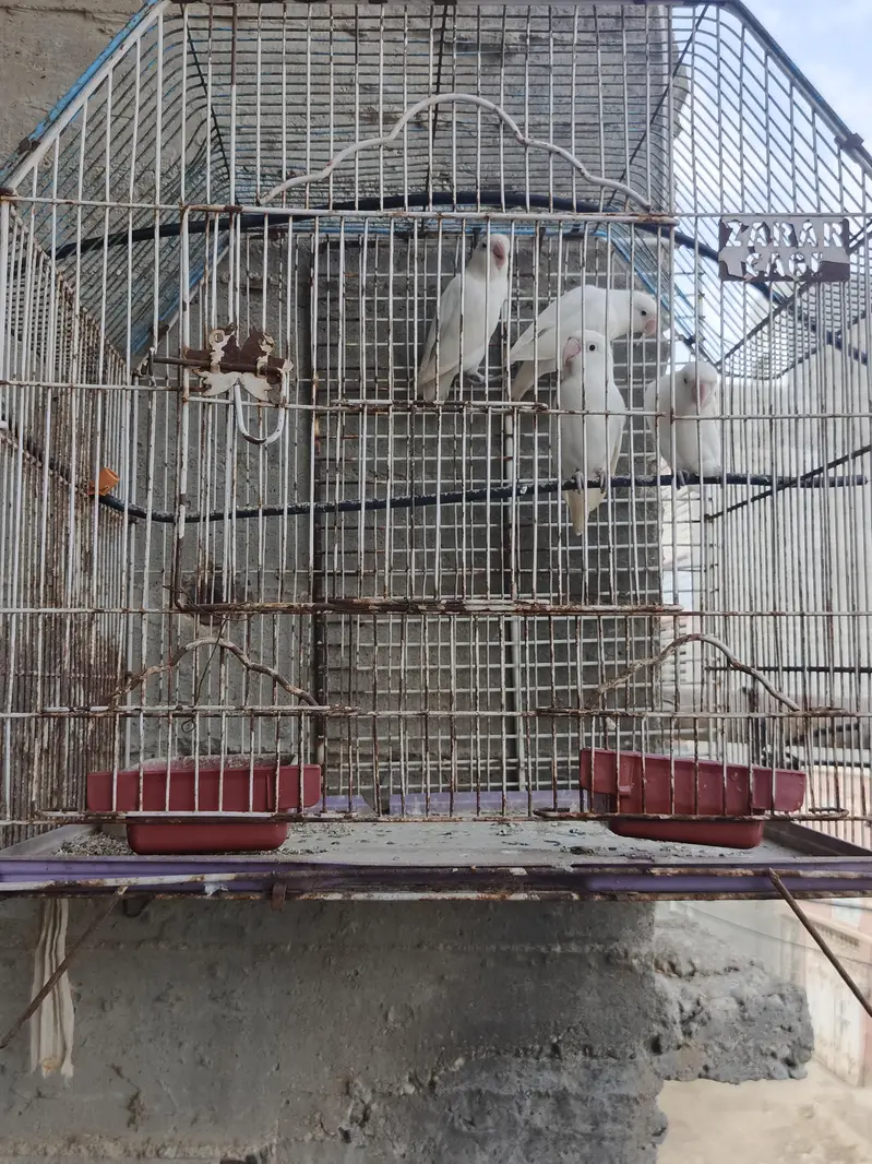 Albino Lovebirds pair — photo 6