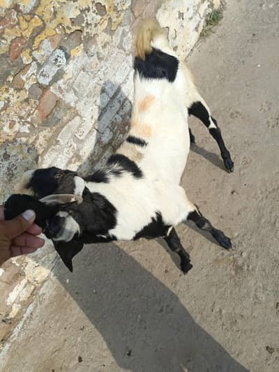 2 Dant bakra for sale Good Healthy