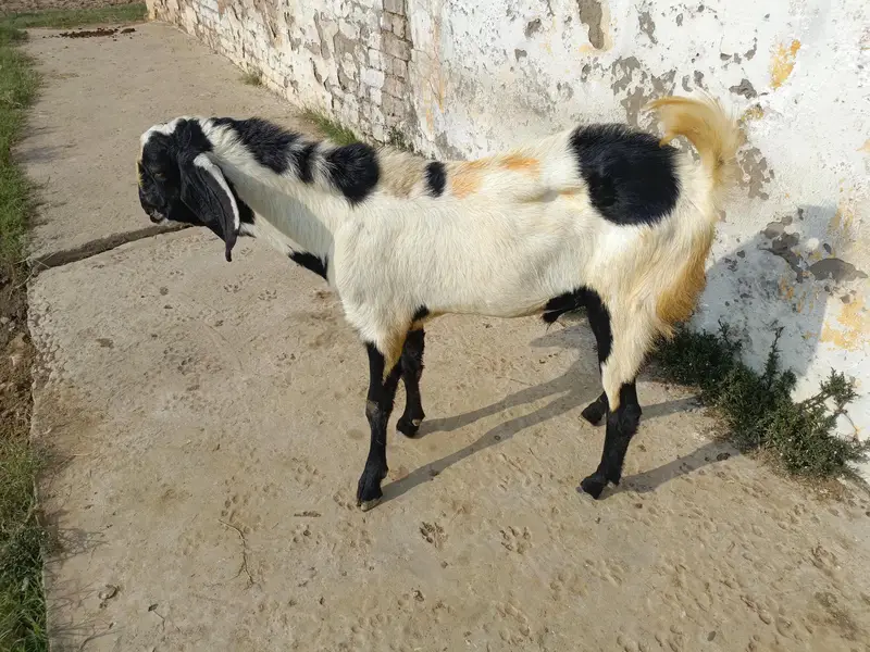 2 Dant bakra for sale Good Healthy — photo 2