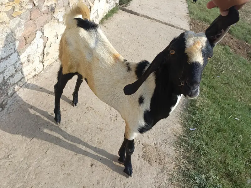 2 Dant bakra for sale Good Healthy — photo 3