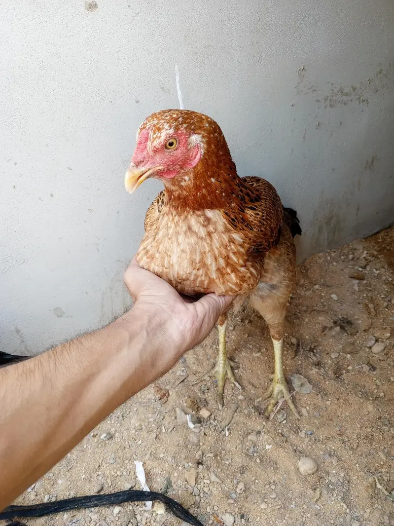 Andy walii Desi murghiya or aseel murghiya — photo 2