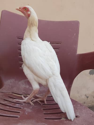 white Madi for sale location mianwali