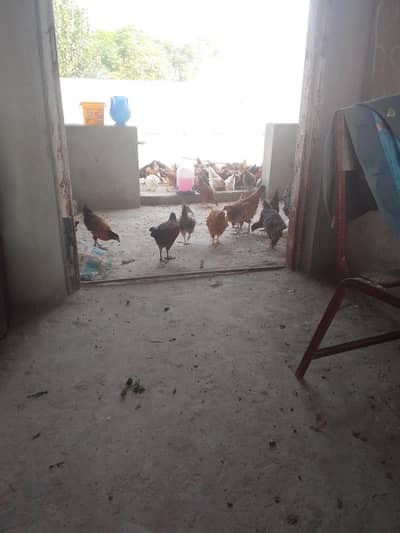 good hen