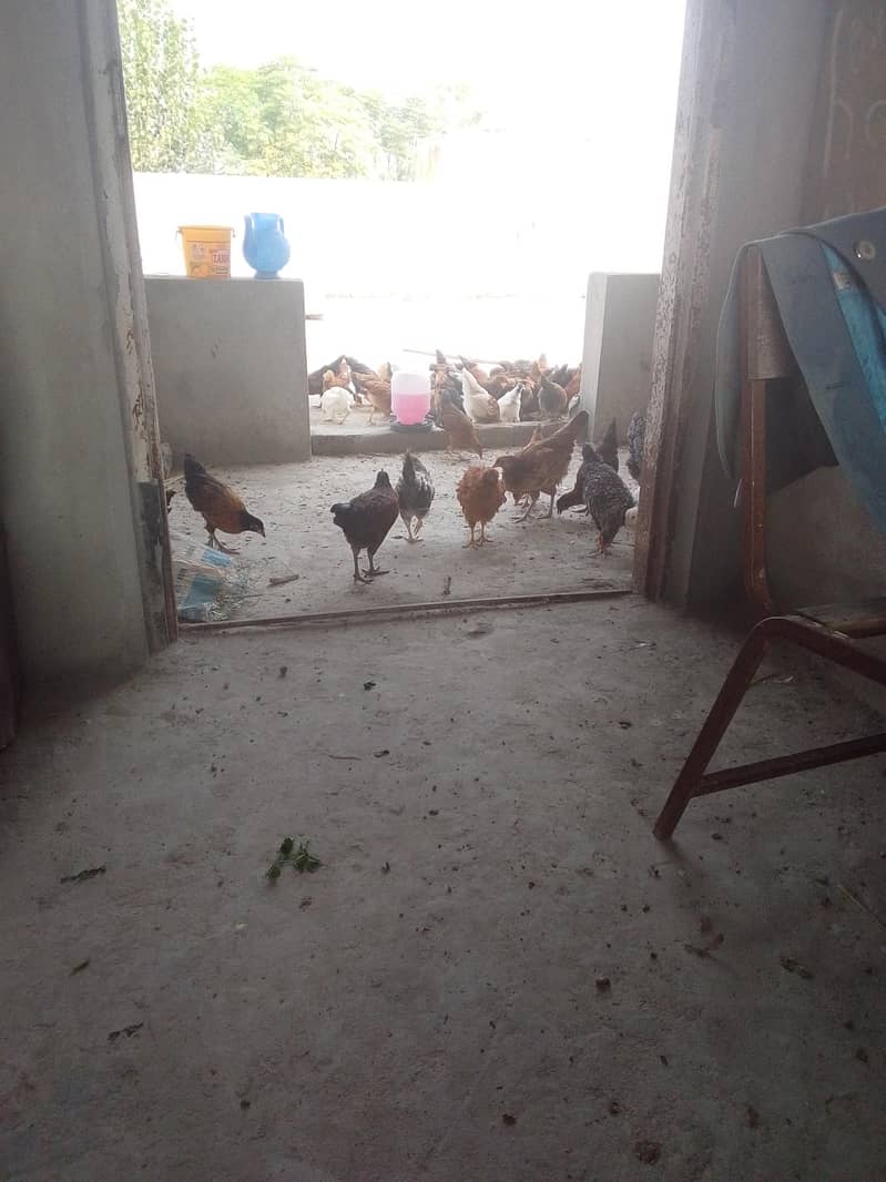 good hen 0