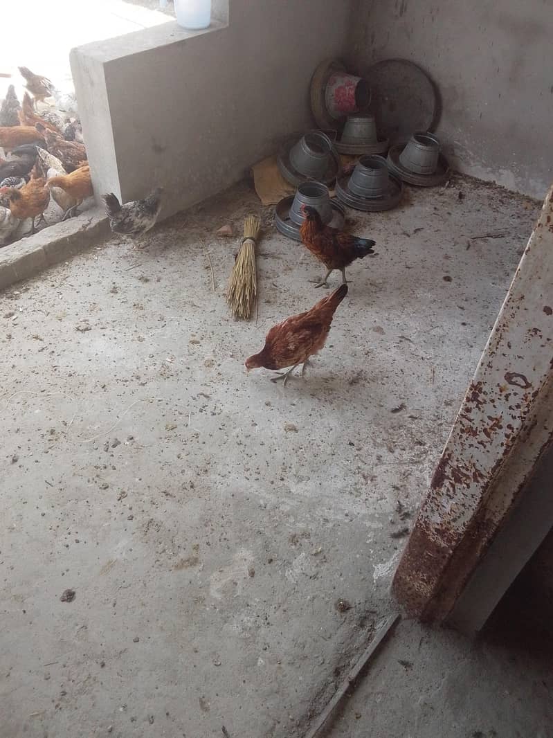 good hen 1