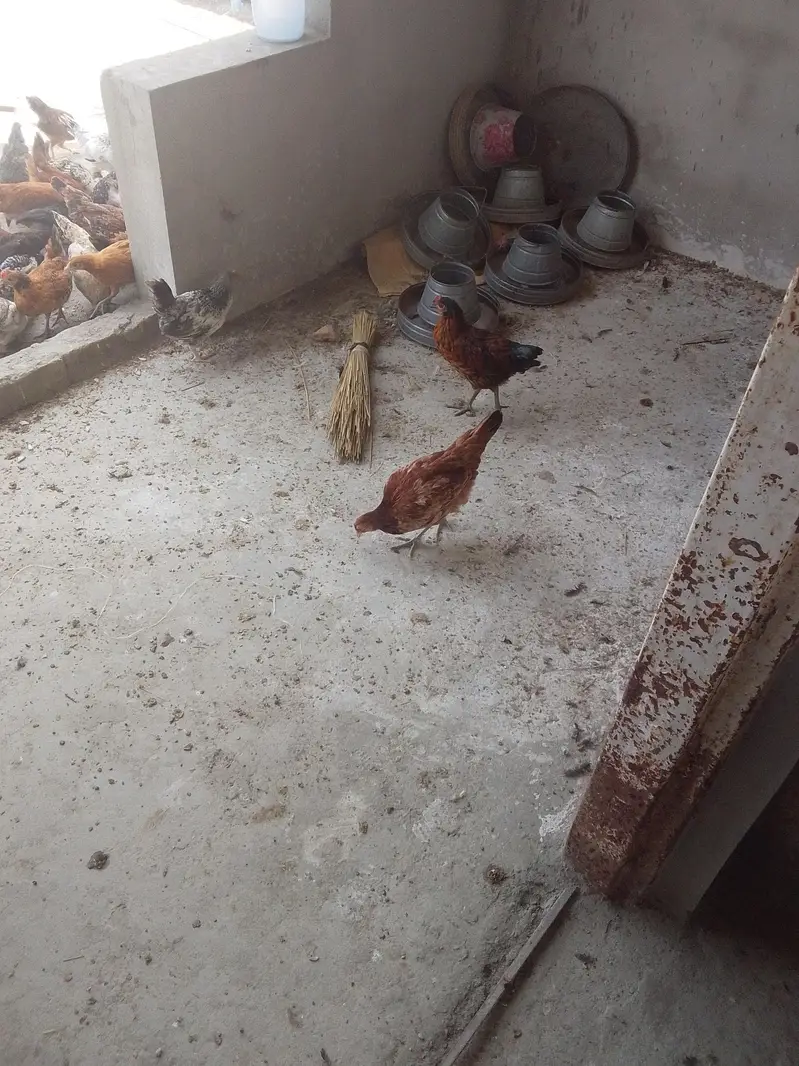 good hen — photo 2