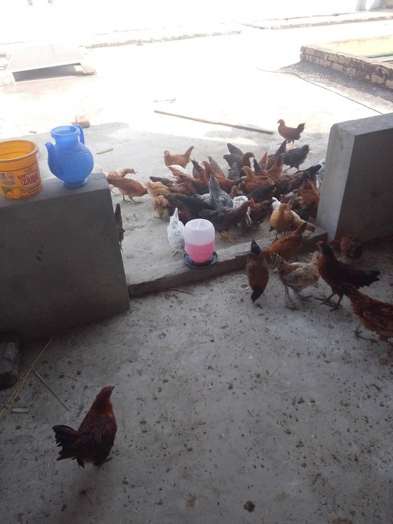 good hen 2