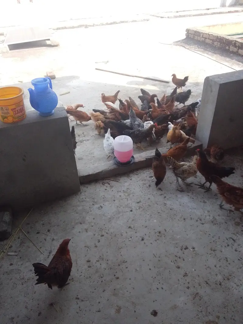 good hen — photo 3