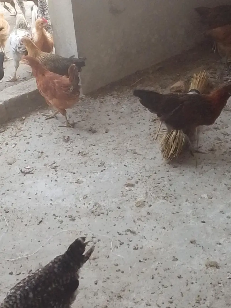 good hen — photo 4