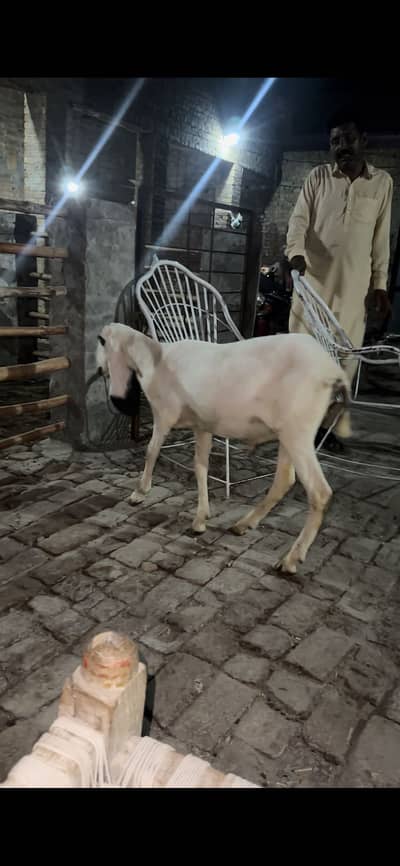 Desi chatra for sale