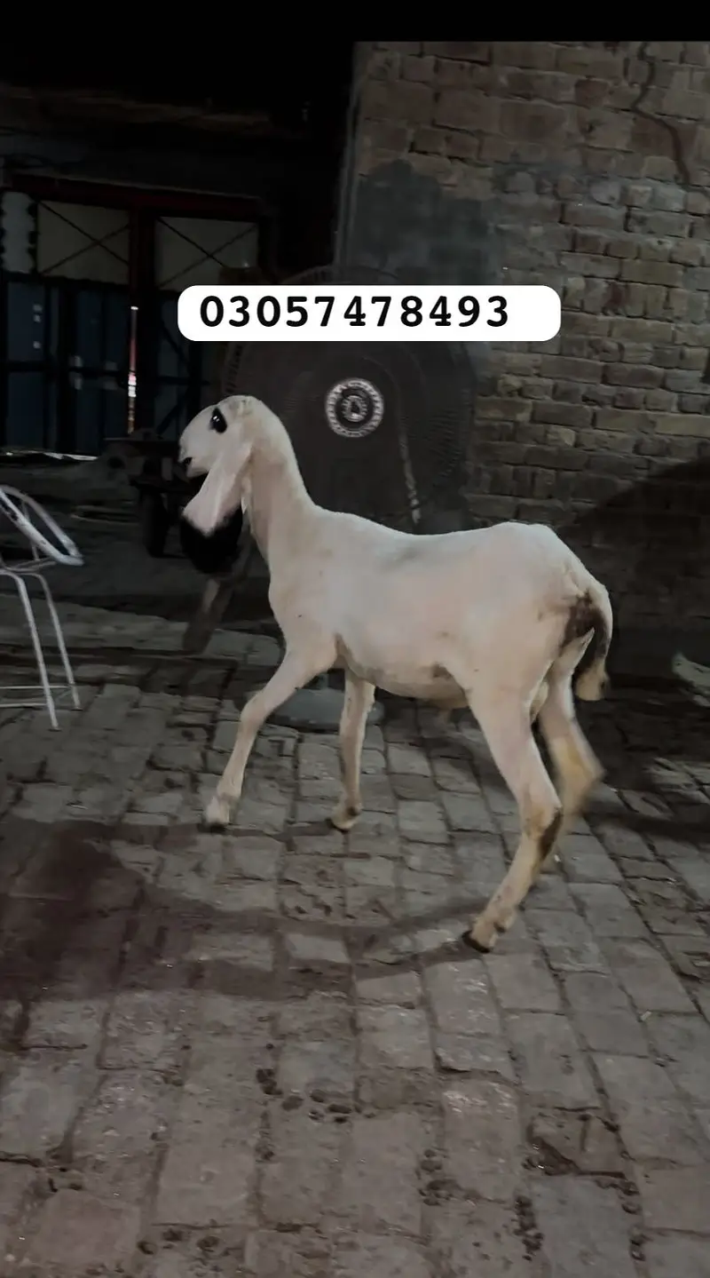 Desi chatra for sale — photo 2