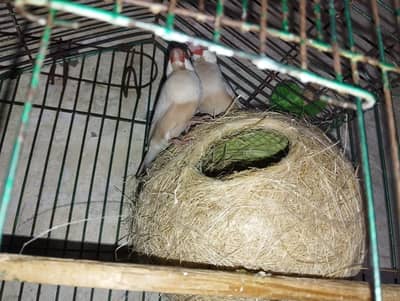 Fawn Java & Australian Budgie