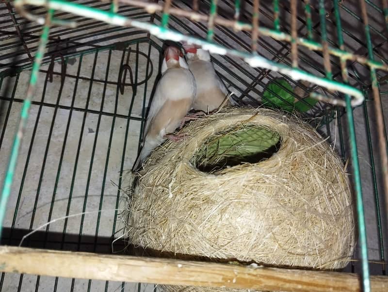 Fawn Java & Australian Budgie 0