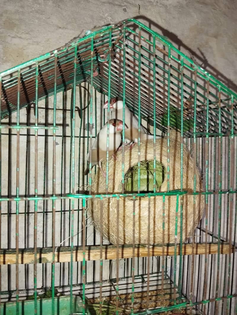 Fawn Java & Australian Budgie 1