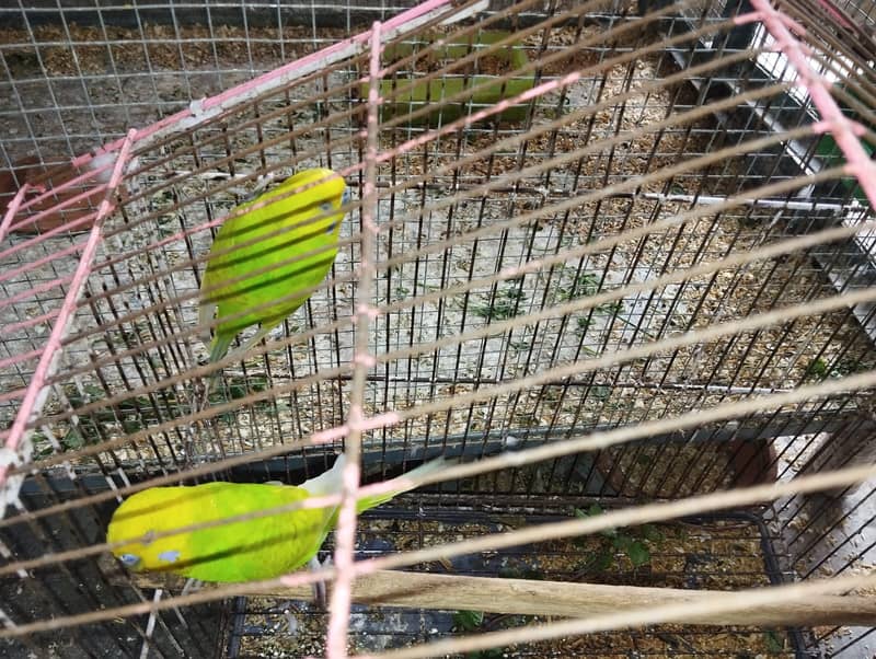 Fawn Java & Australian Budgie 2