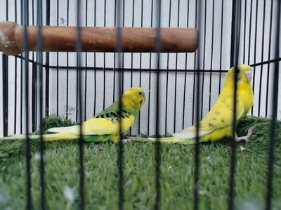 Budgie Parrot