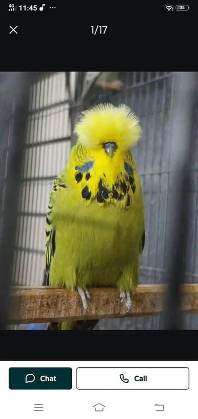 Exhibation breeder pair
