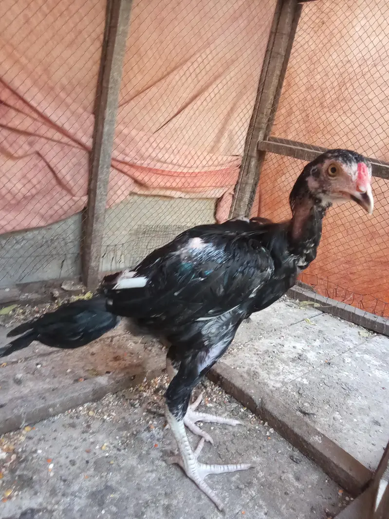 pure lasani chick's maa baap ki picks bi hai — photo 4