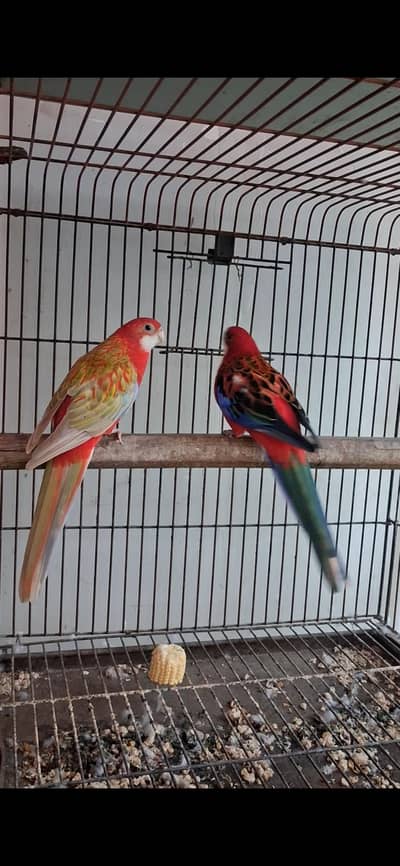 Rosella breeder Pair