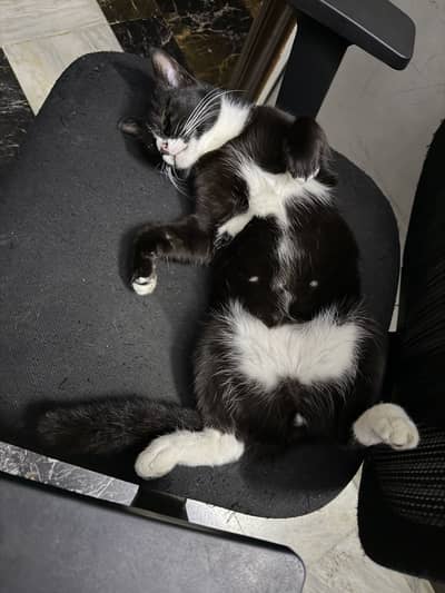 Adult Tuxedo Cat (Neutered)