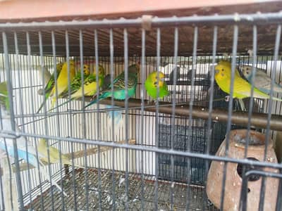 argnt sale home breadar pair 1200 per pair 0347/41/60/562
