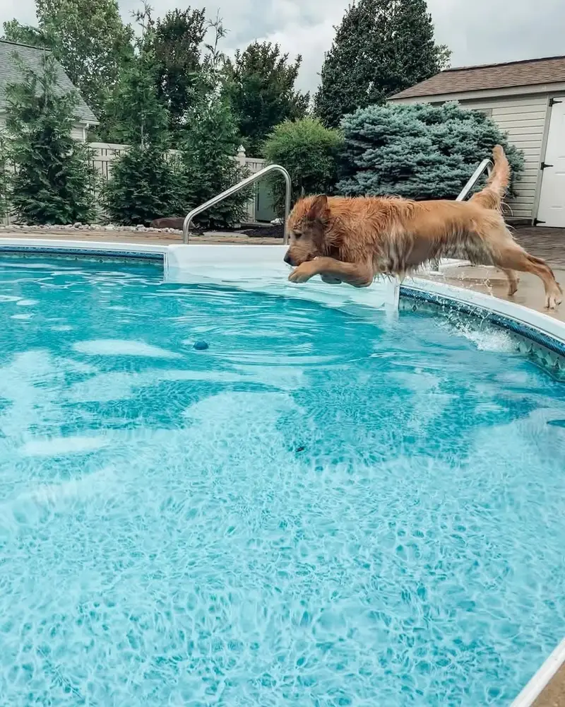Golden Retriever — photo 2