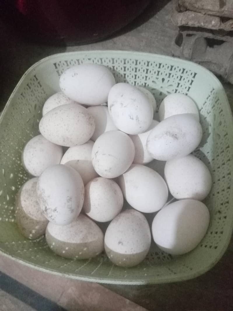 turkey eggs available 0