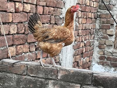 Aseel murghe eggs laying