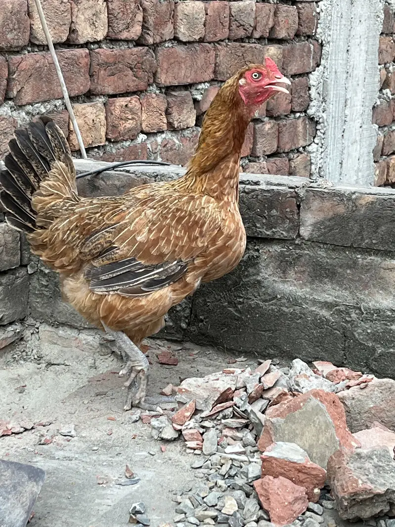 Aseel murghe eggs laying — photo 2