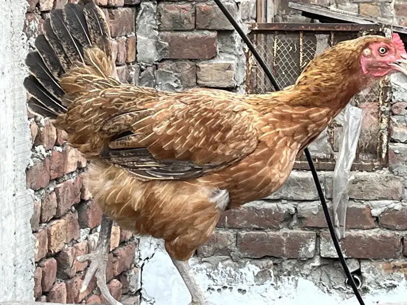 Aseel murghe eggs laying — photo 3