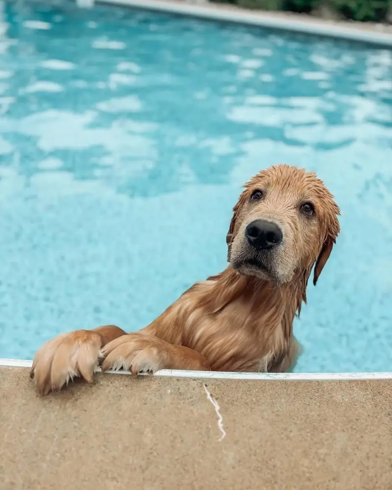Golden Retriever — photo 2
