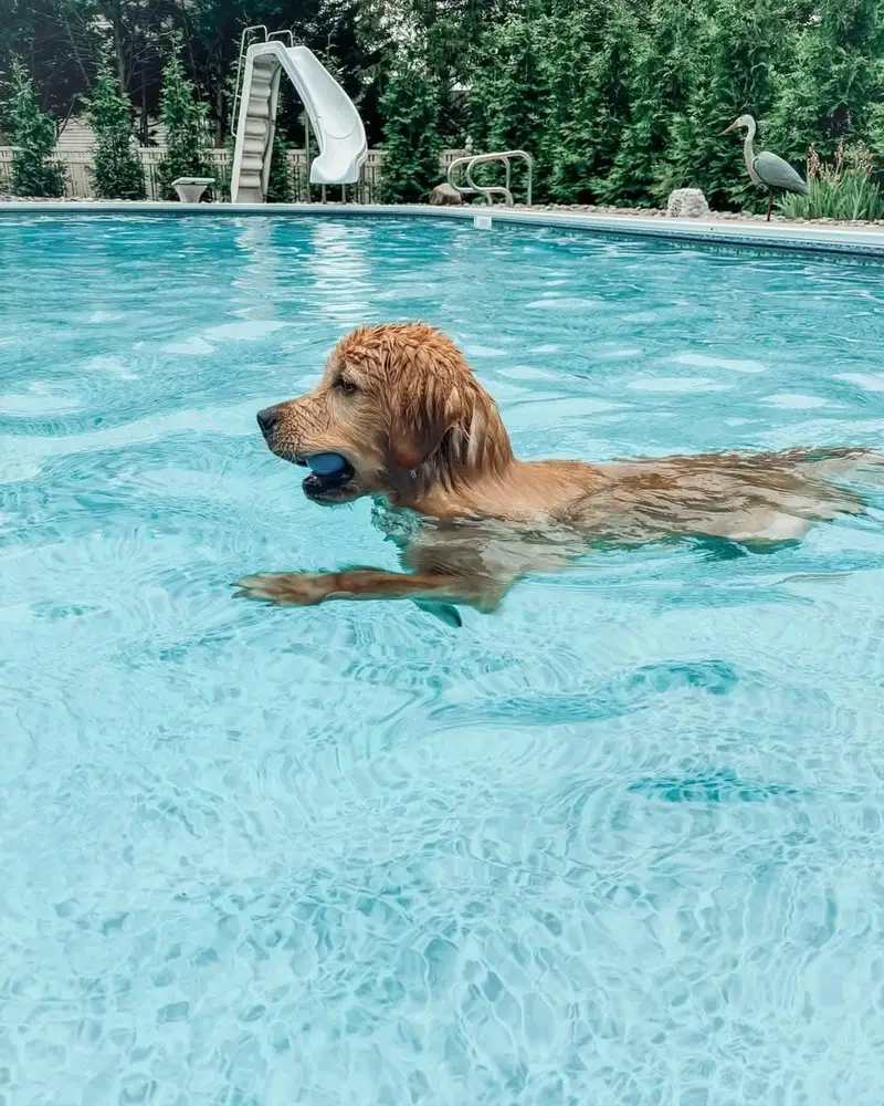 Golden Retriever — photo 3