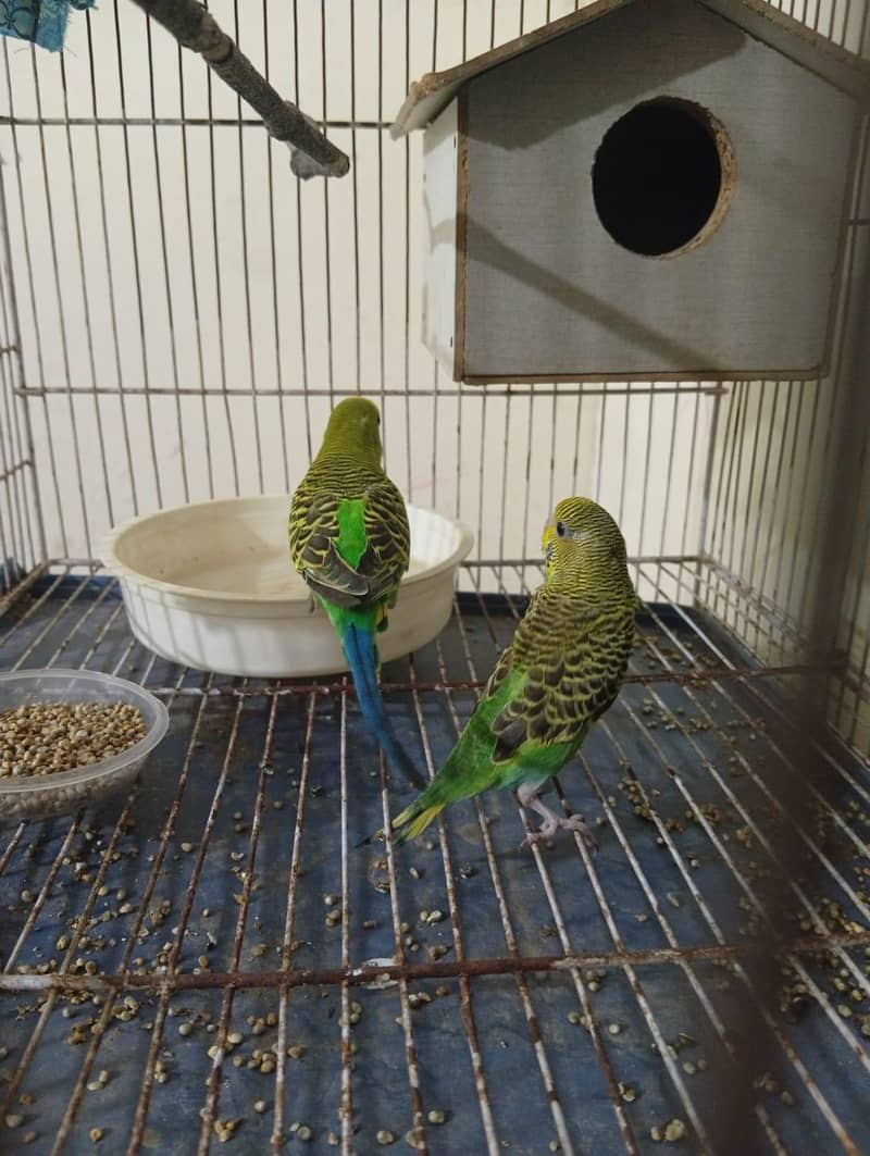 budies pair 1