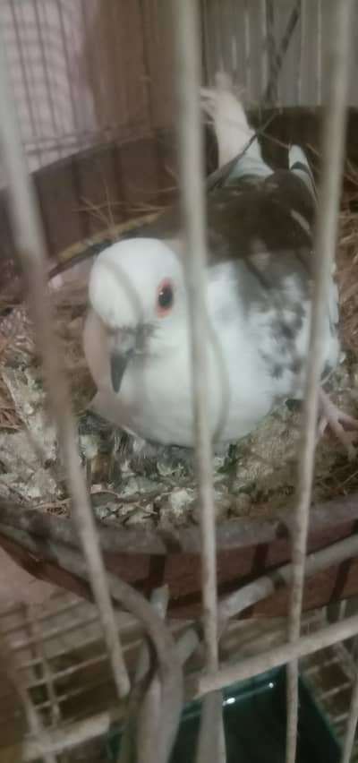 doves pair