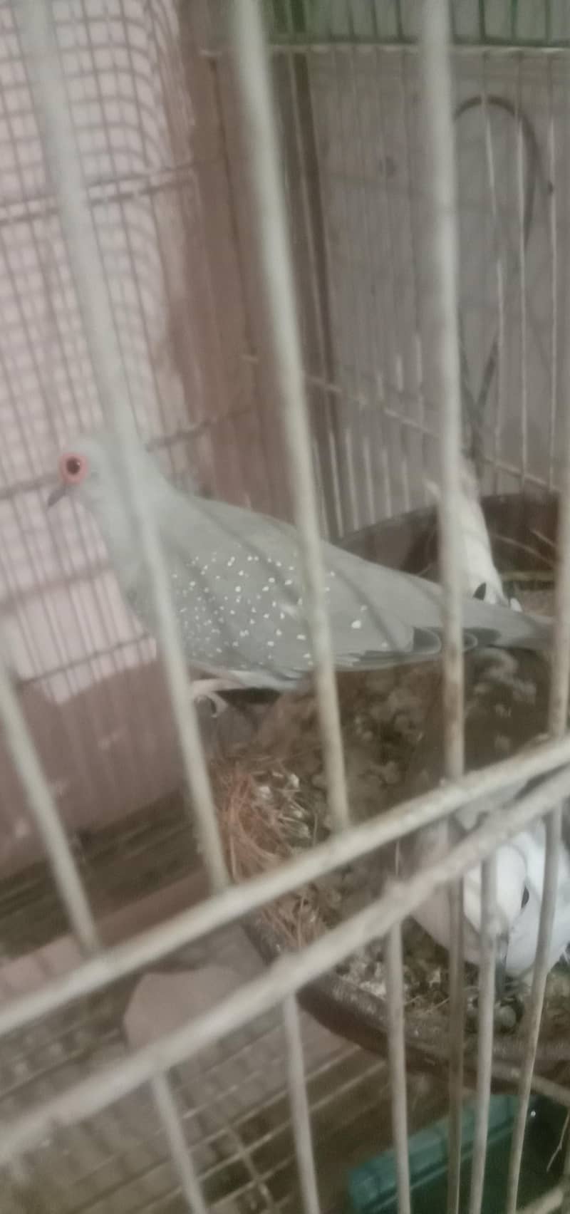 doves pair 1