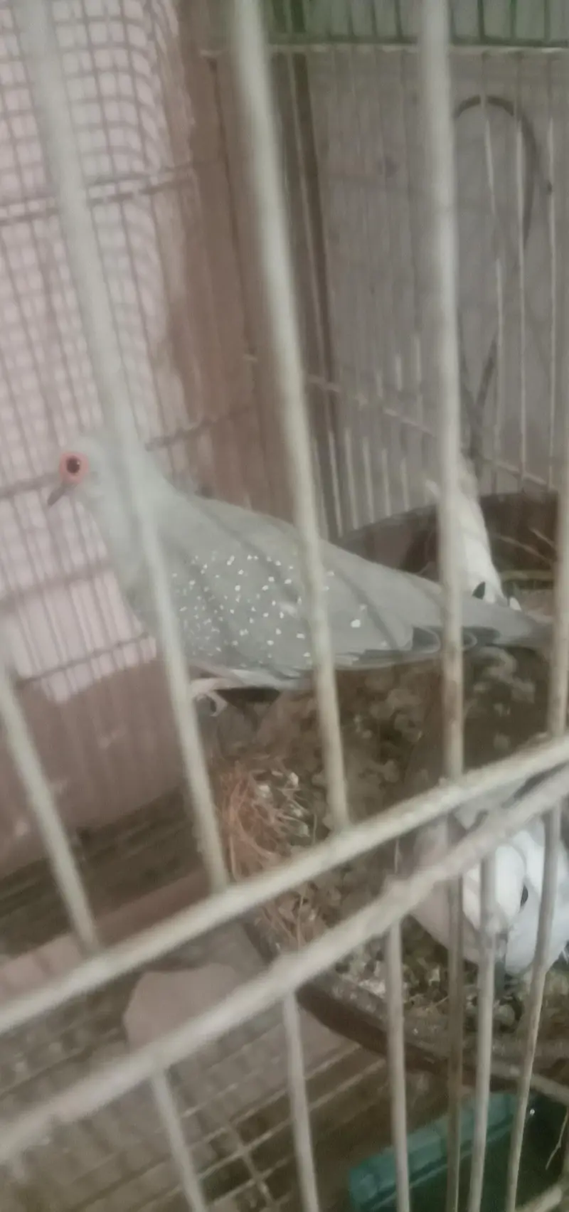 doves pair — photo 2