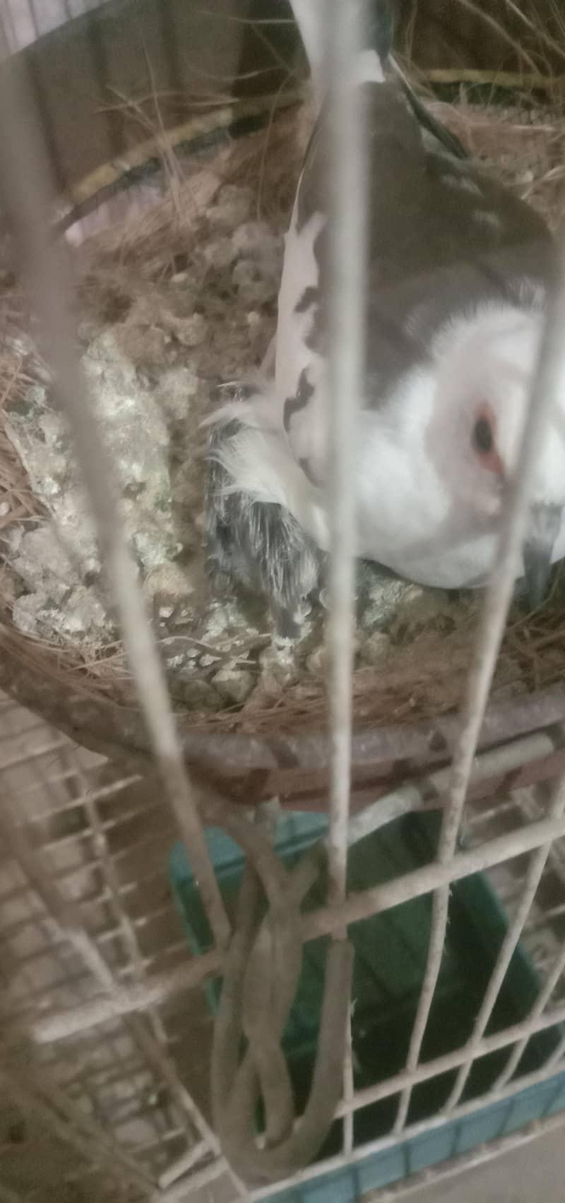doves pair 2
