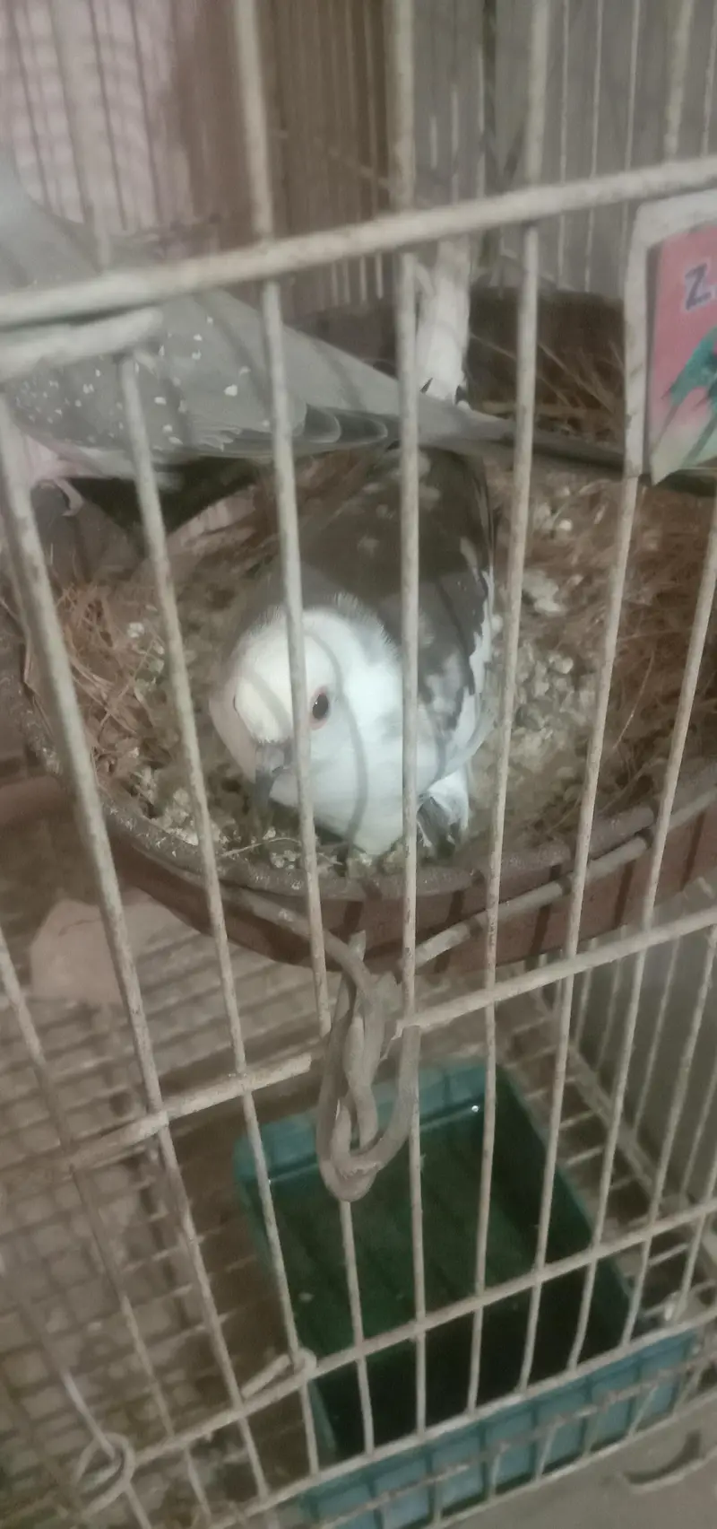 doves pair — photo 4