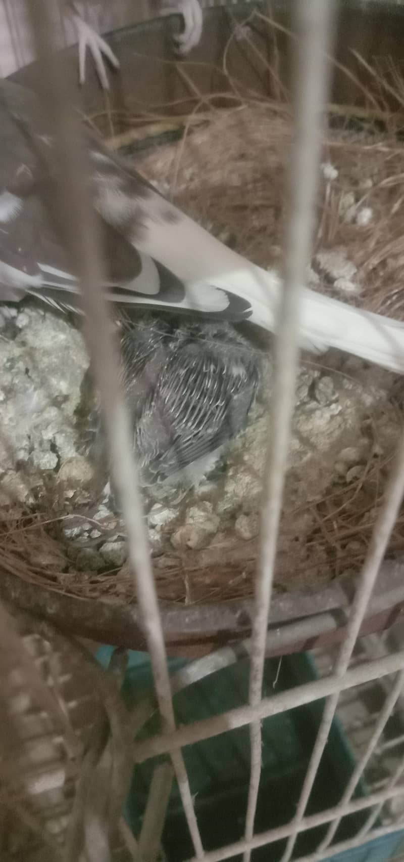 doves pair 4