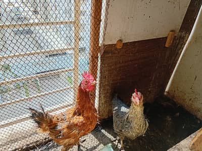 Breeding desi hen and roaster