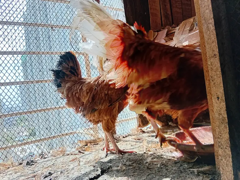 Breeding desi hen and roaster — photo 2