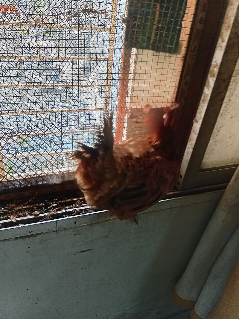 Breeding desi hen and roaster — photo 3