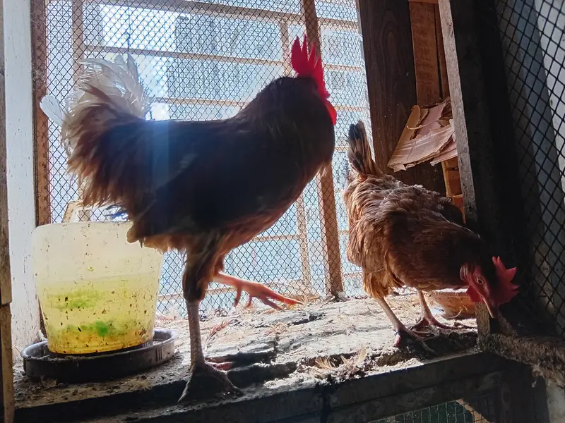 Breeding desi hen and roaster — photo 4