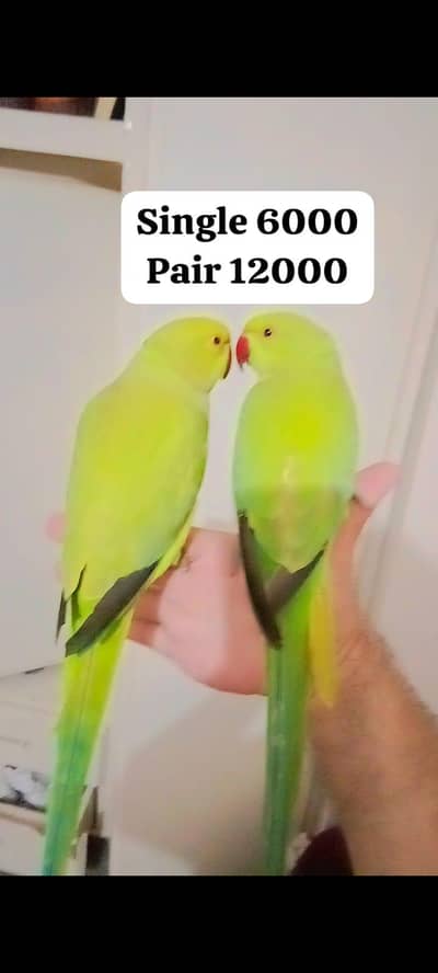 Handtame parrots for sale single 6000 pair 12000