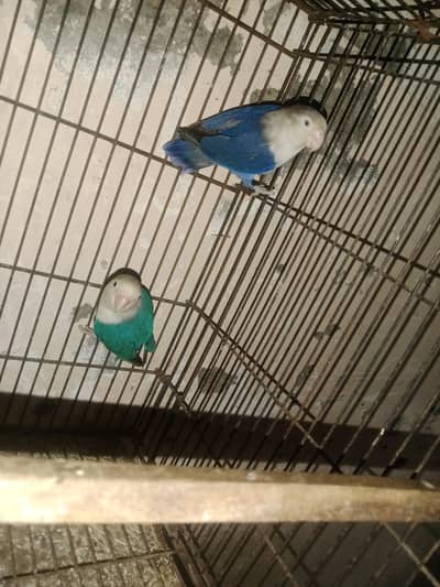 Vilot Opline breeder pair for Sale